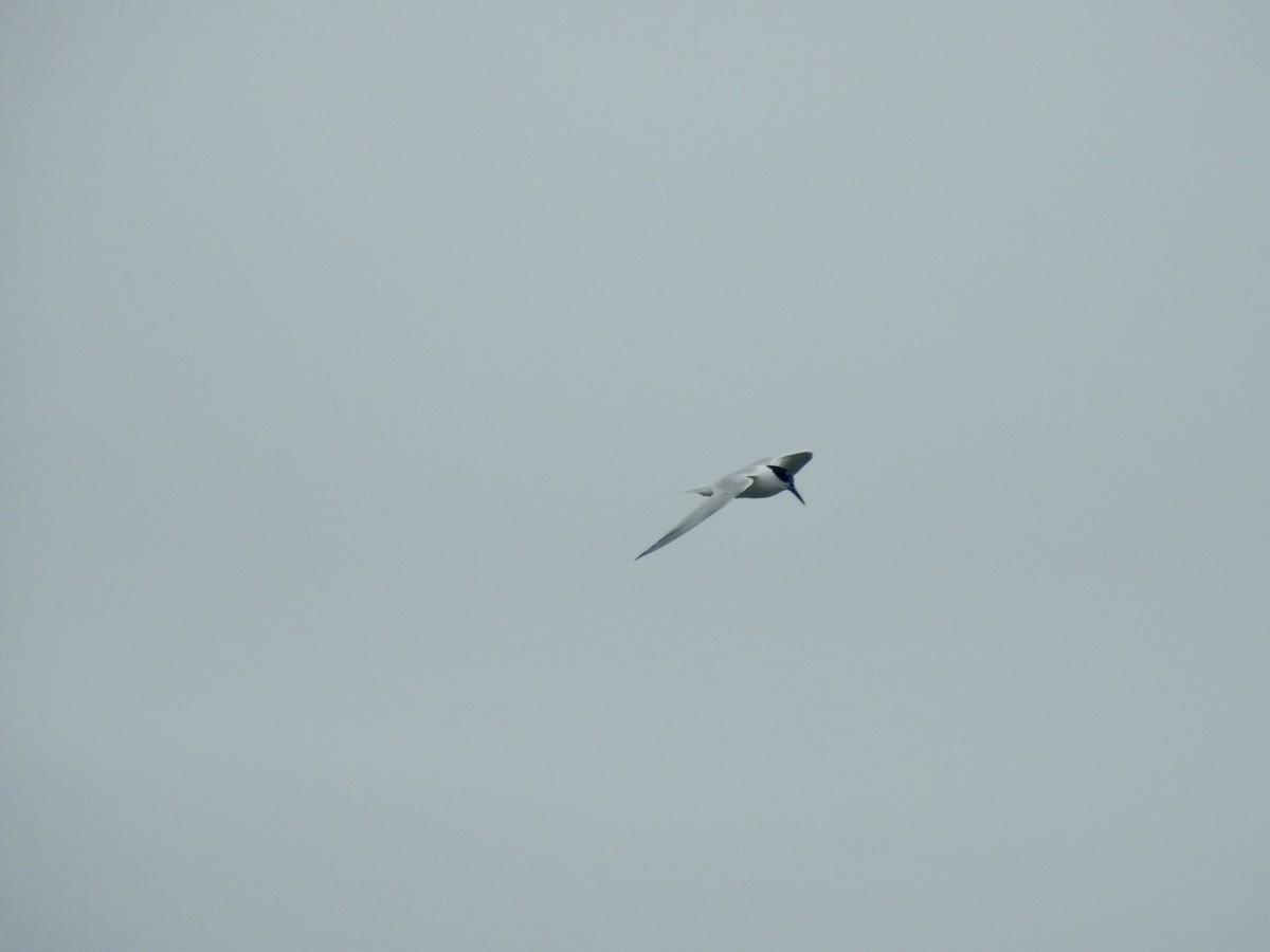 Sandwich Tern - ML620648239