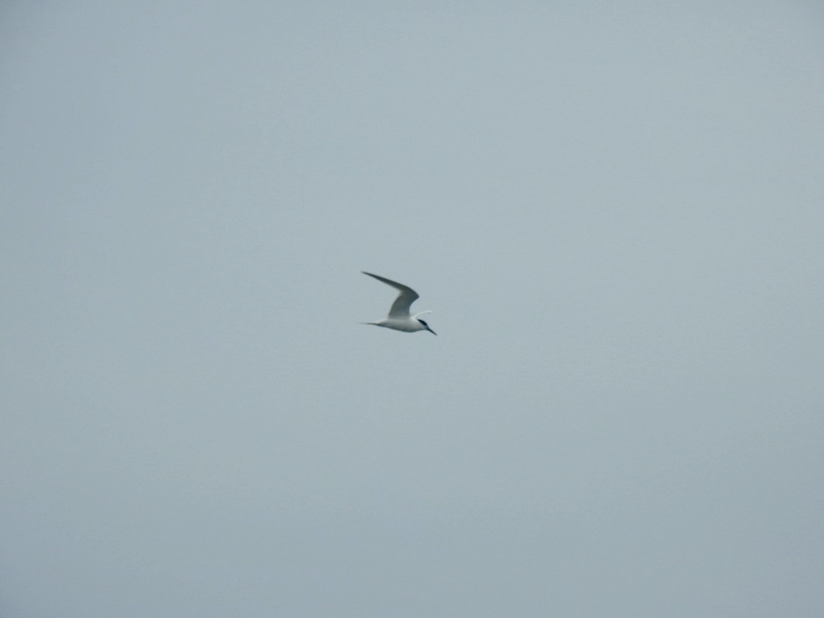 Sandwich Tern - ML620648240