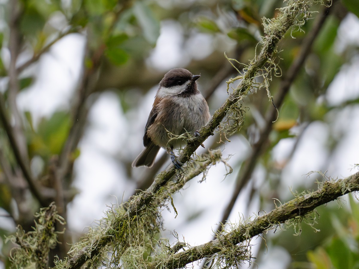 Mésange à dos marron - ML620648249