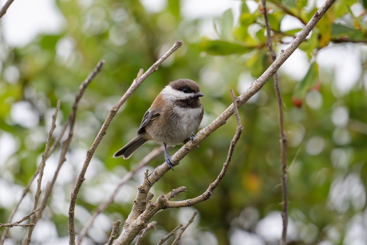 Mésange à dos marron - ML620648253