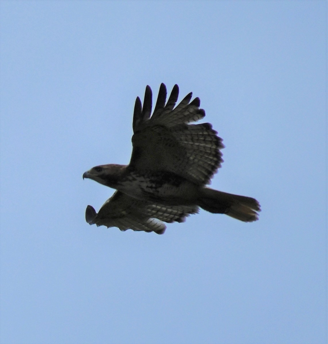 Red-tailed Hawk - ML620648255