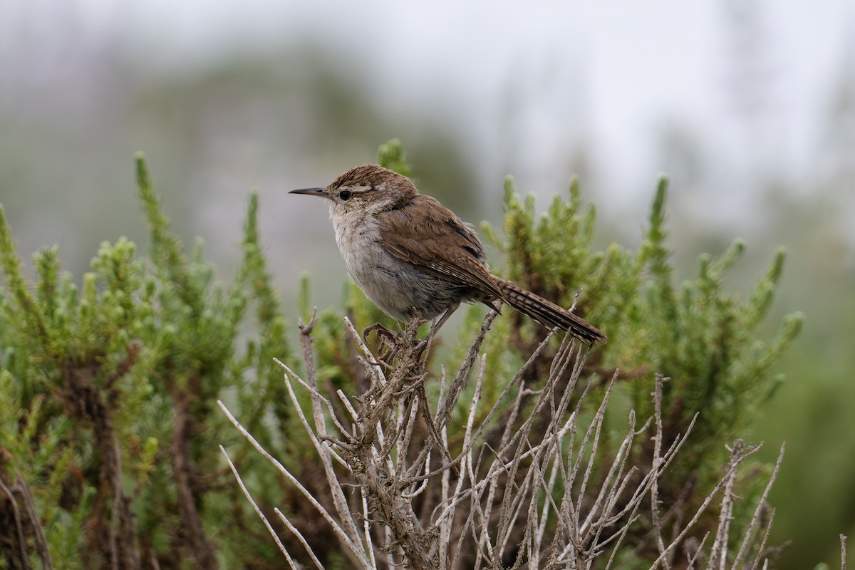 Bewick's Wren - ML620648260