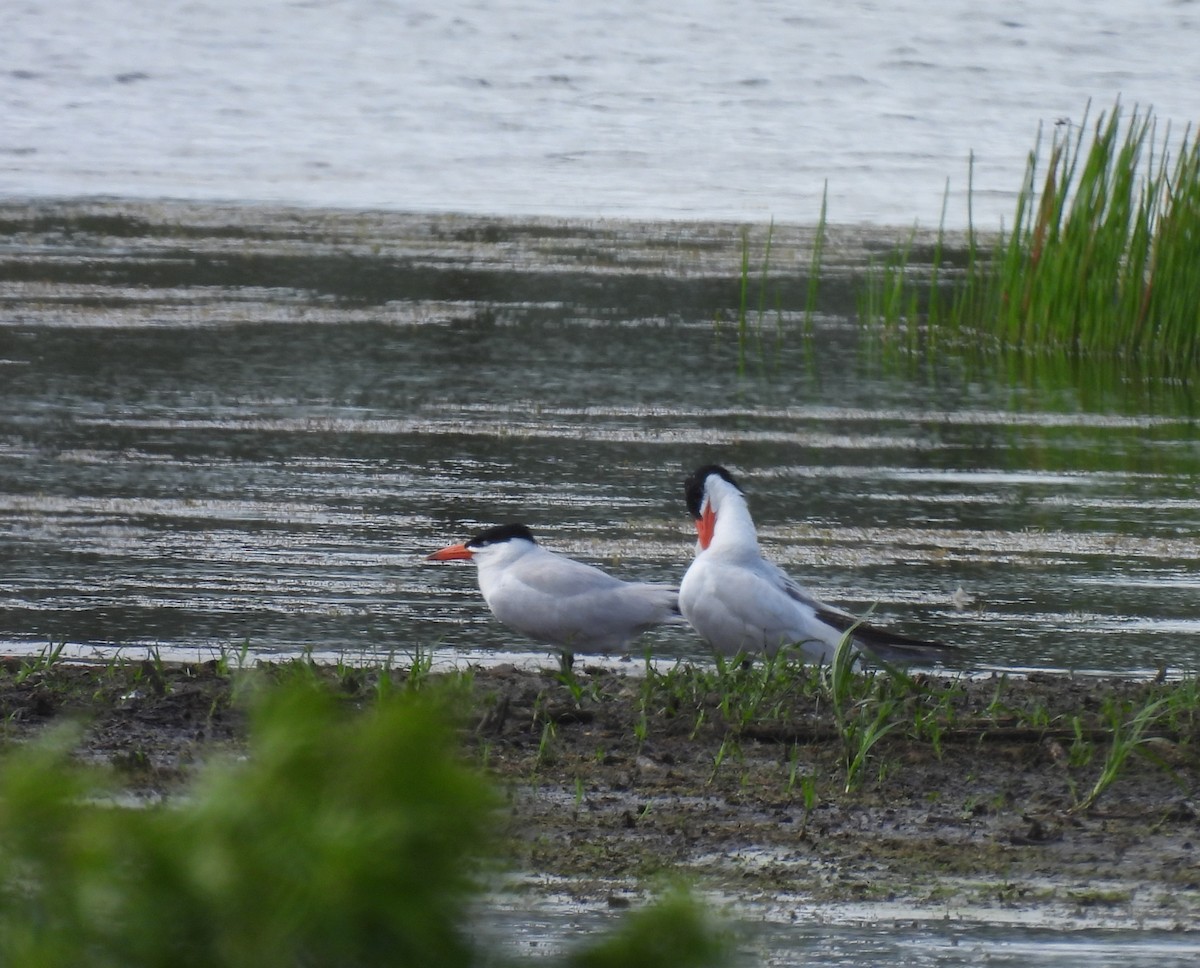 Caspian Tern - ML620648269