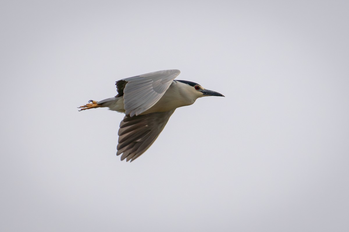 Black-crowned Night Heron - ML620648270