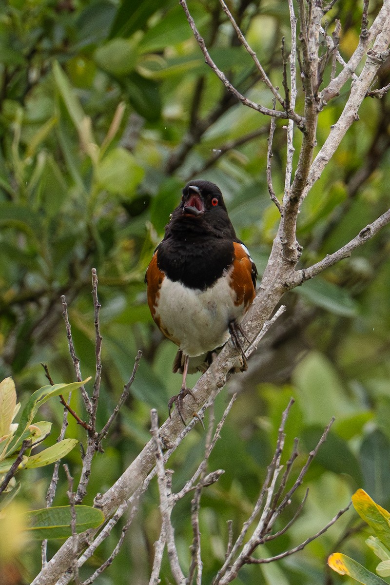 Spotted Towhee - ML620648273