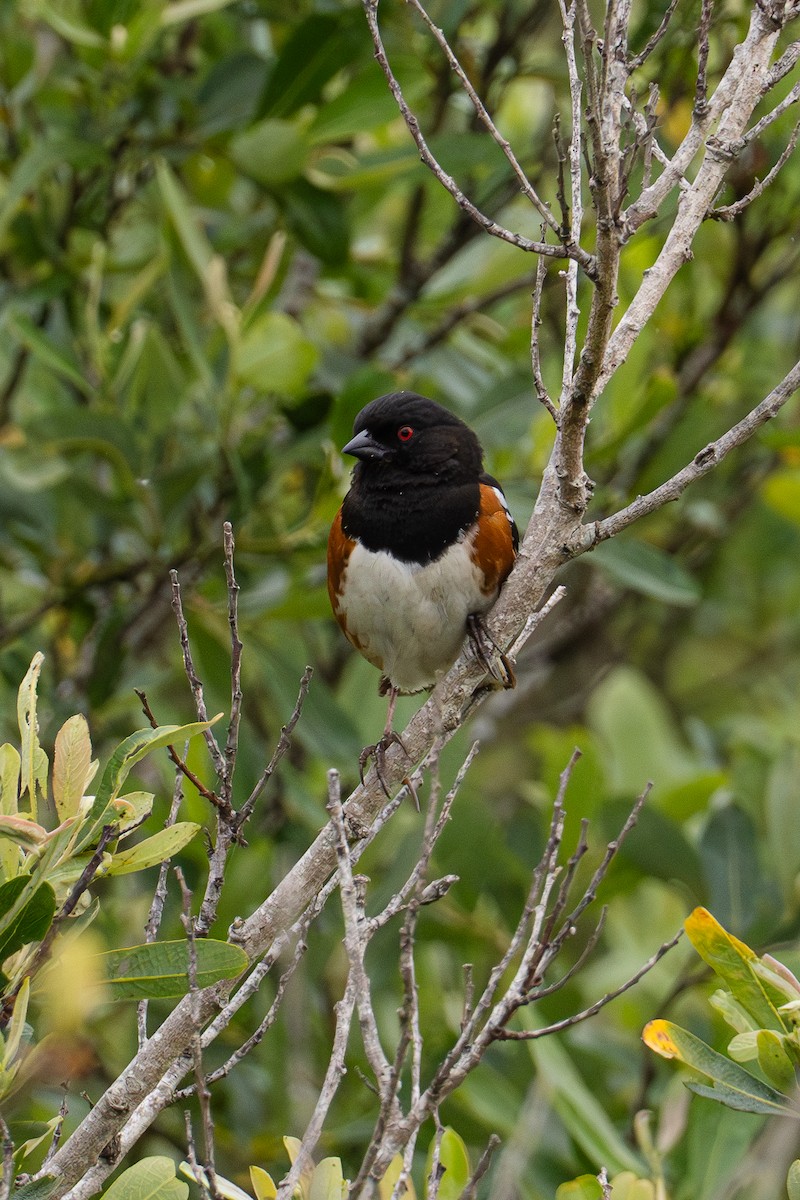 Spotted Towhee - ML620648274