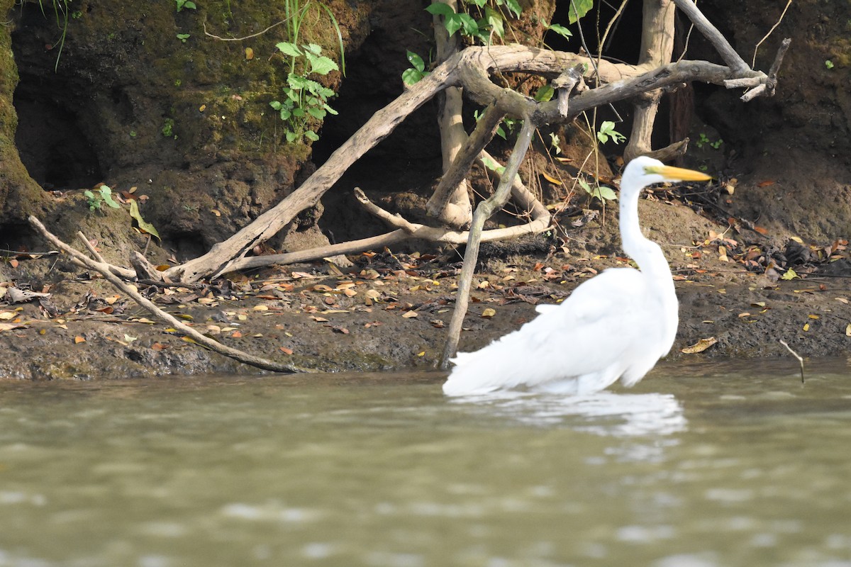 Grande Aigrette - ML620648275