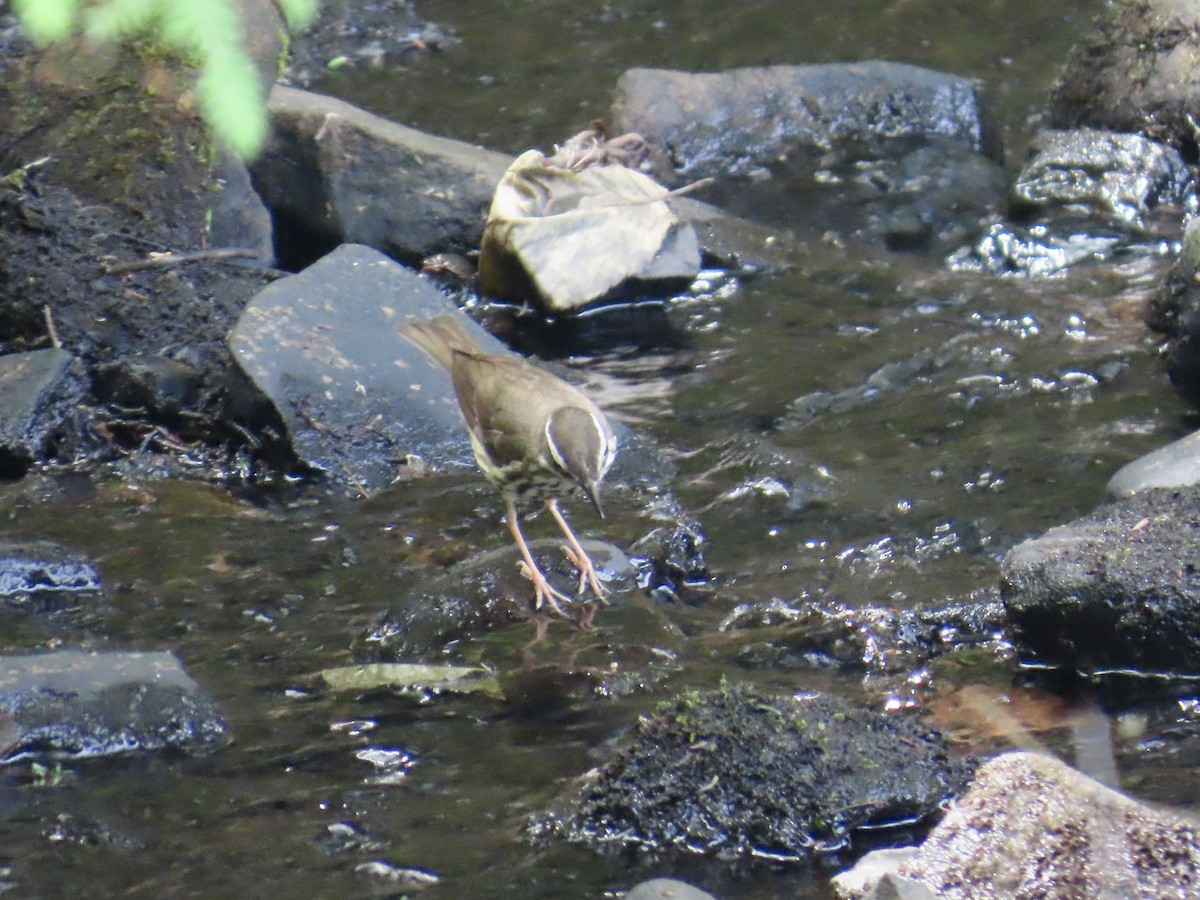 Louisiana Waterthrush - ML620648276