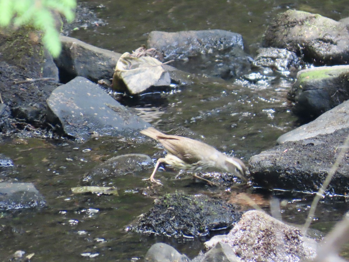 Louisiana Waterthrush - ML620648277