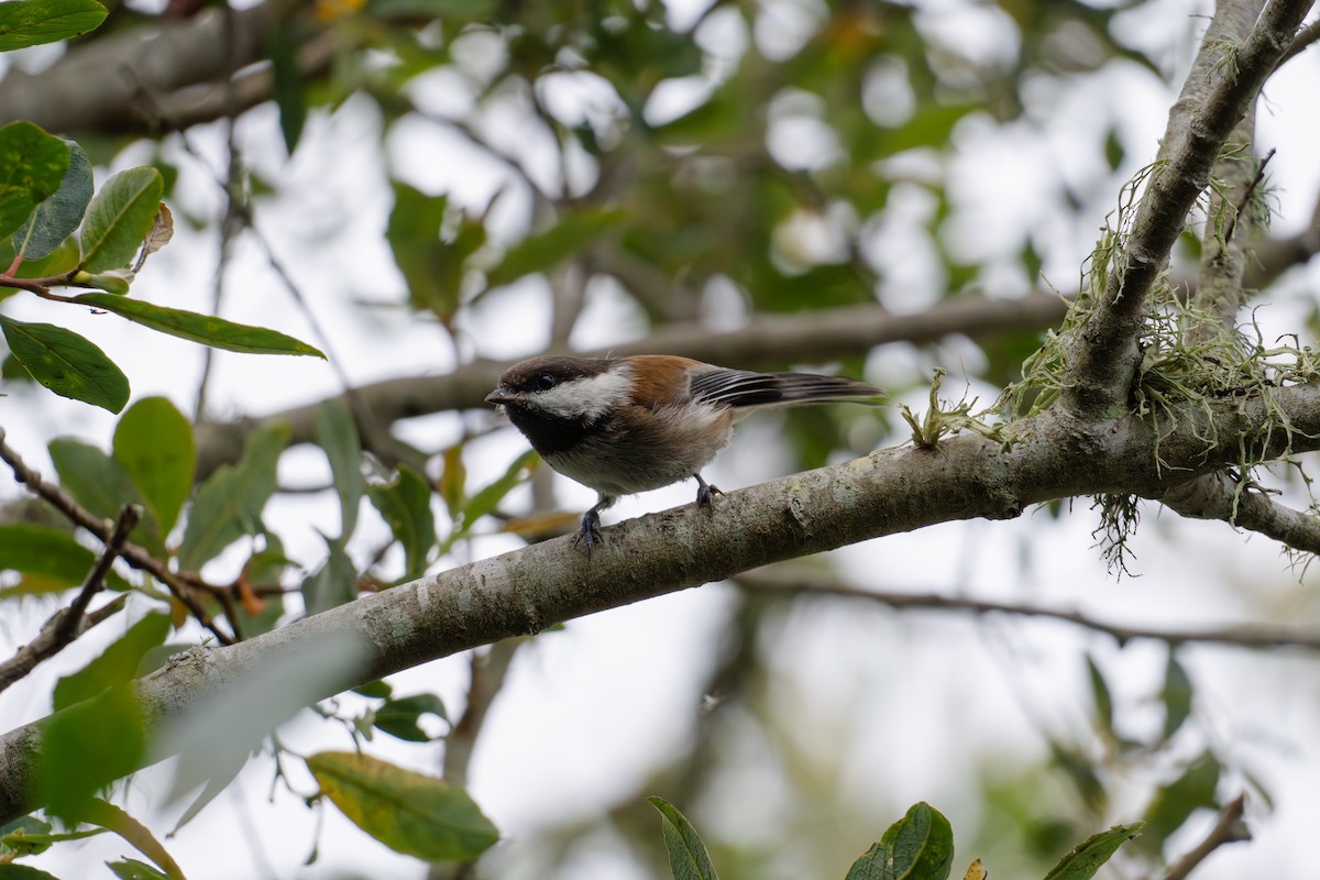 Mésange à dos marron - ML620648278