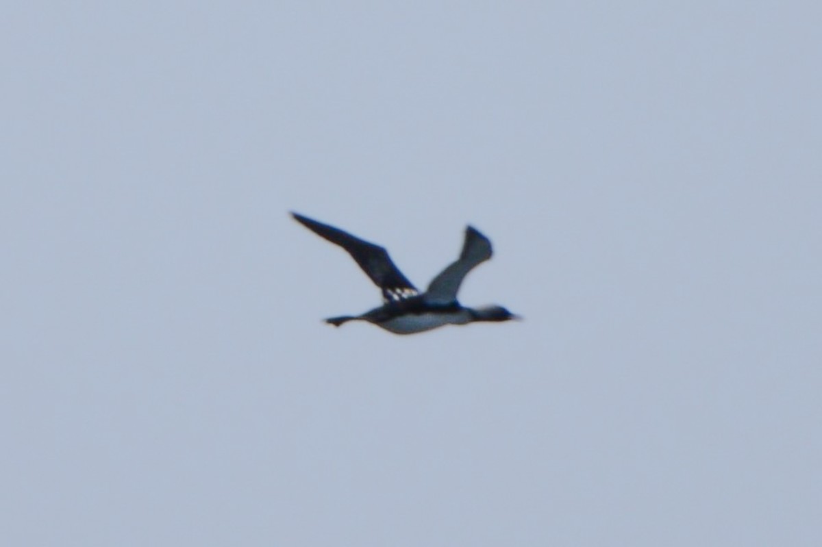 Pacific Loon - ML620648280