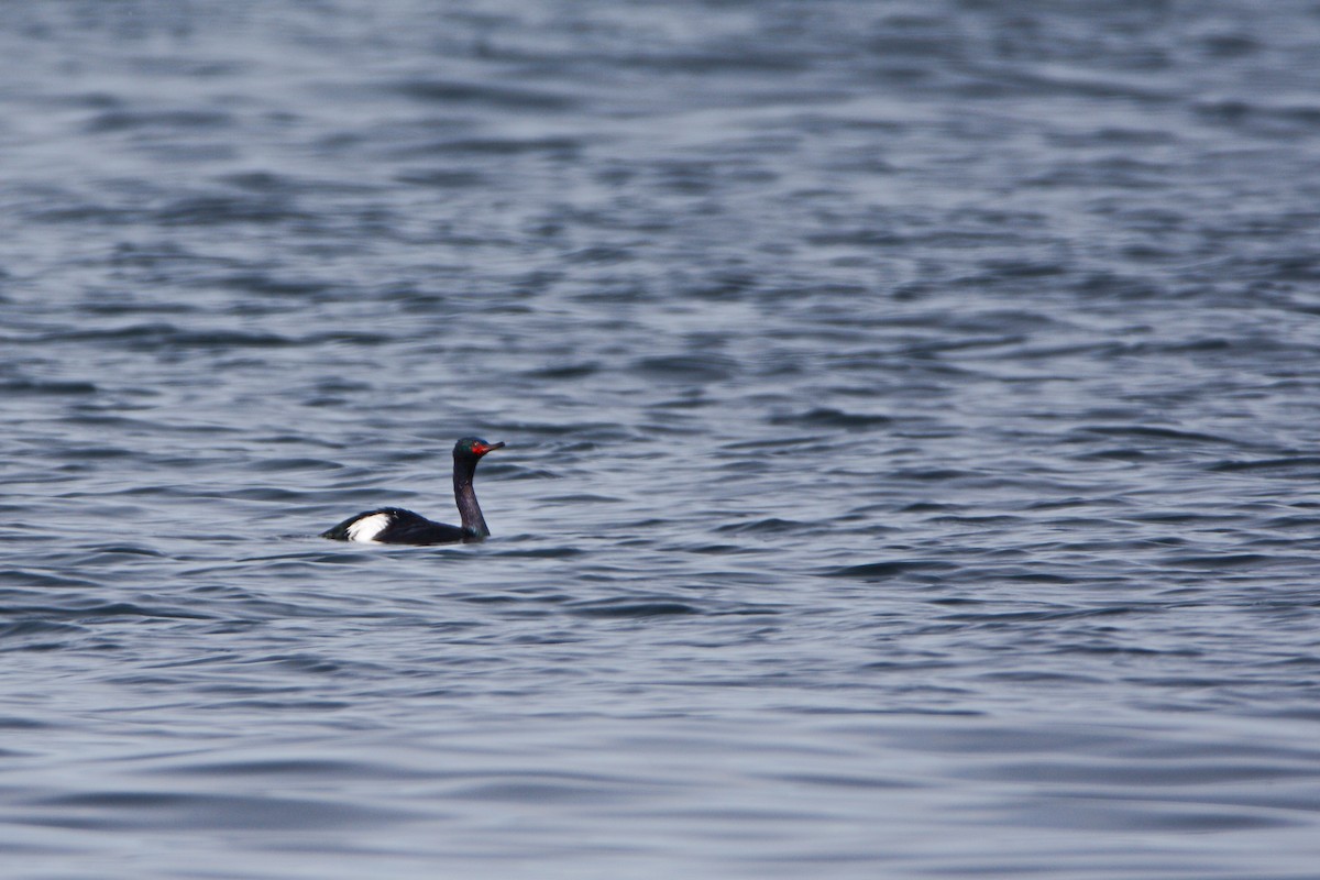 Pelagic Cormorant - ML620648282