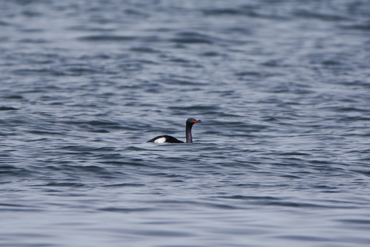 Cormorán Pelágico - ML620648283