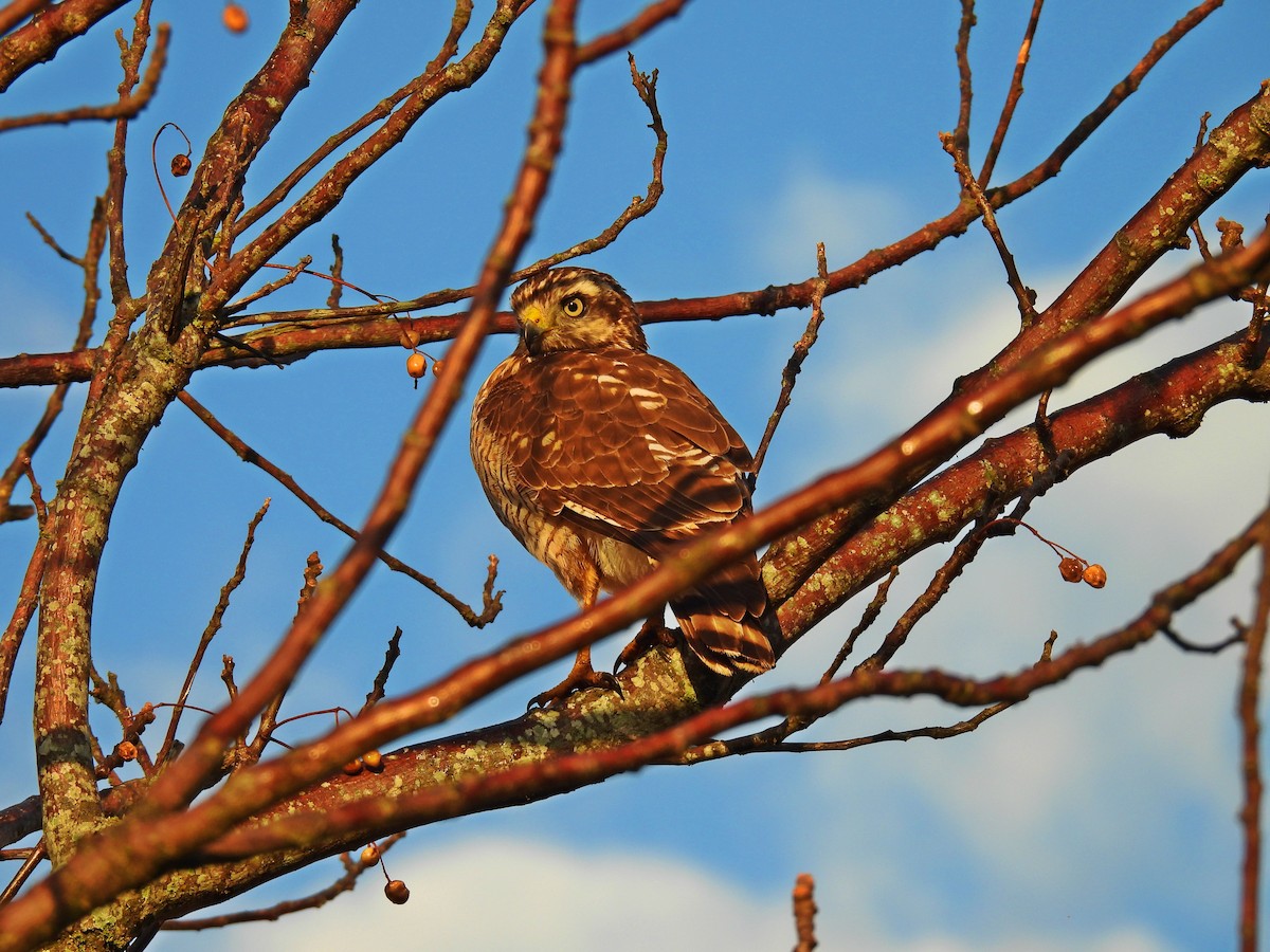 Roadside Hawk - ML620648284