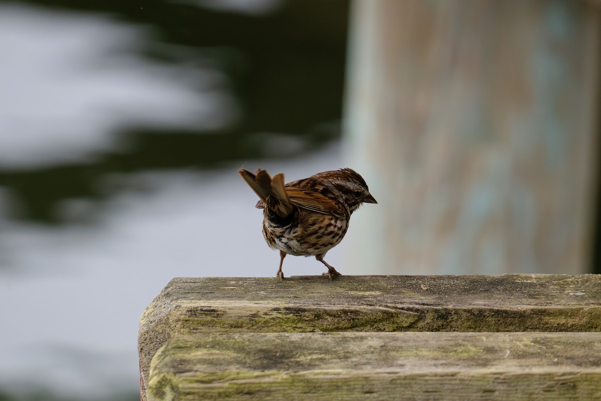 Song Sparrow - ML620648285