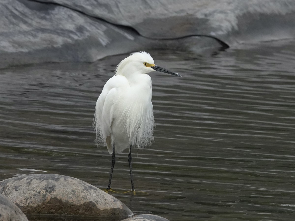 Snowy Egret - ML620648287