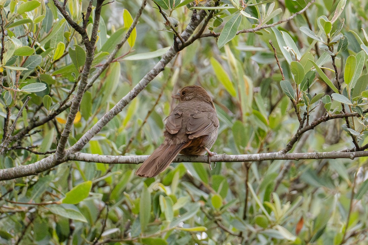 California Towhee - ML620648288