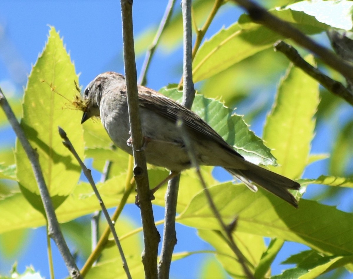 Chipping Sparrow - Robert Bradley