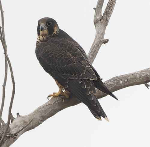 Peregrine Falcon - ML620648294