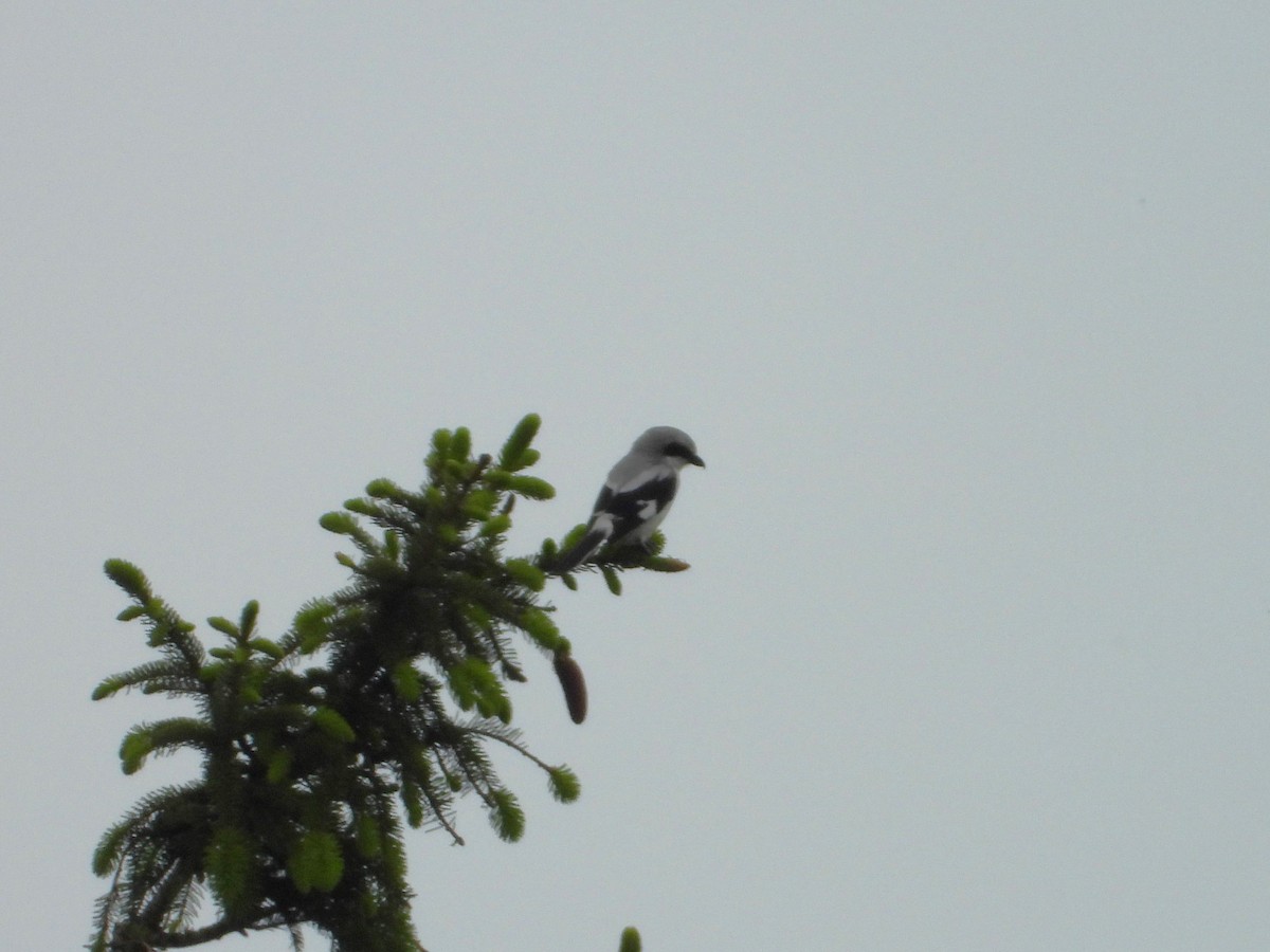 Great Gray Shrike - ML620648298