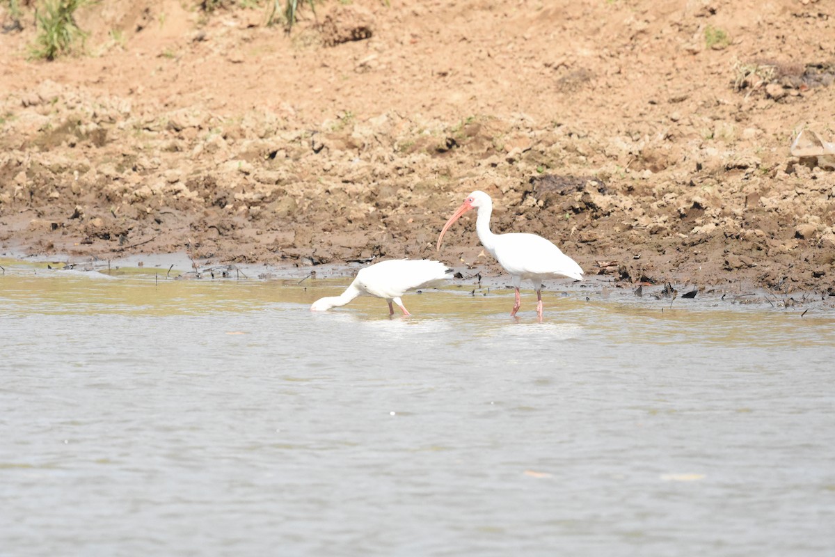 White Ibis - Jerry Davis