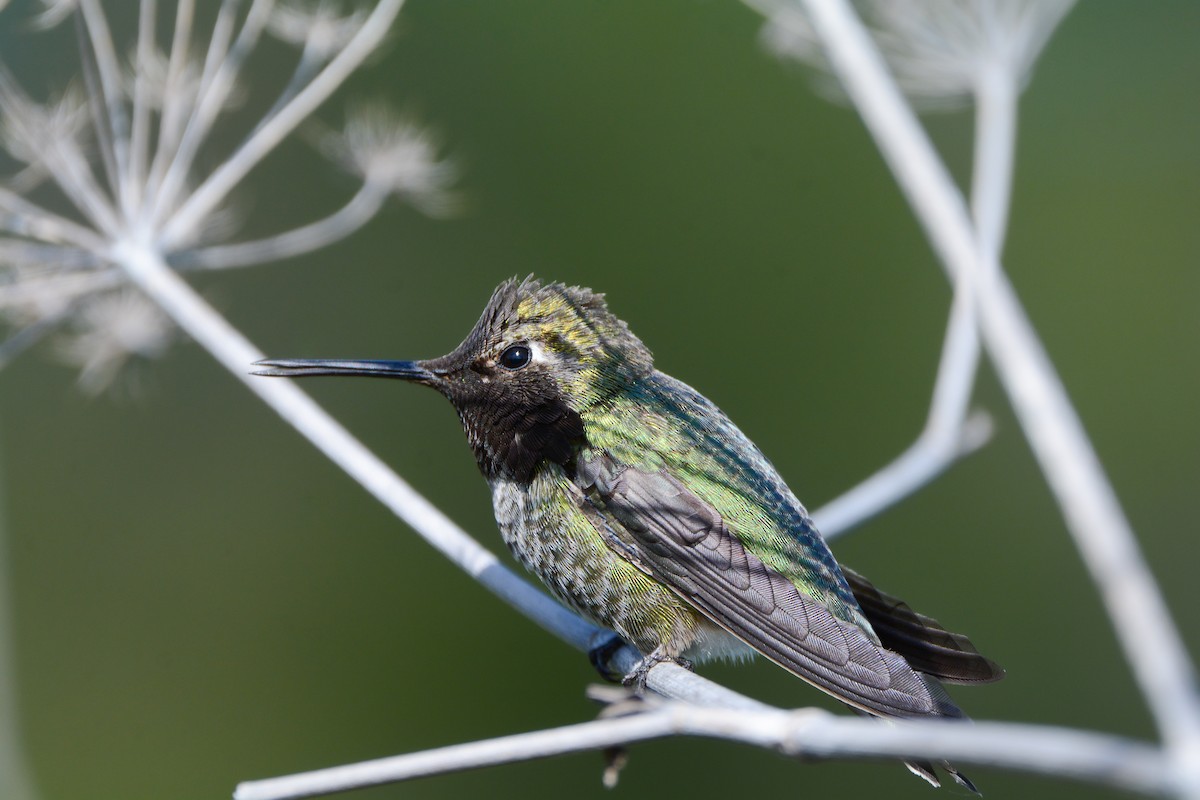 Anna's Hummingbird - Nikolas Robinson