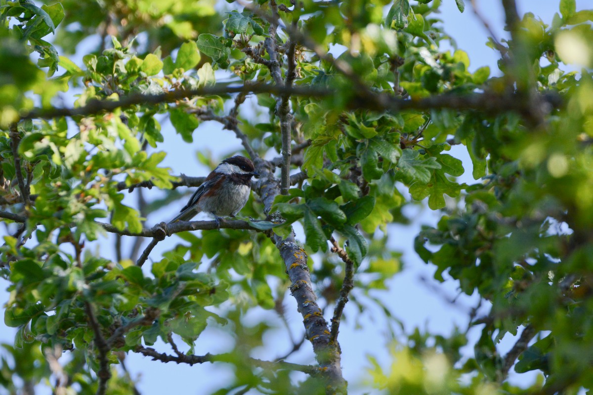 Chestnut-backed Chickadee - Nikolas Robinson