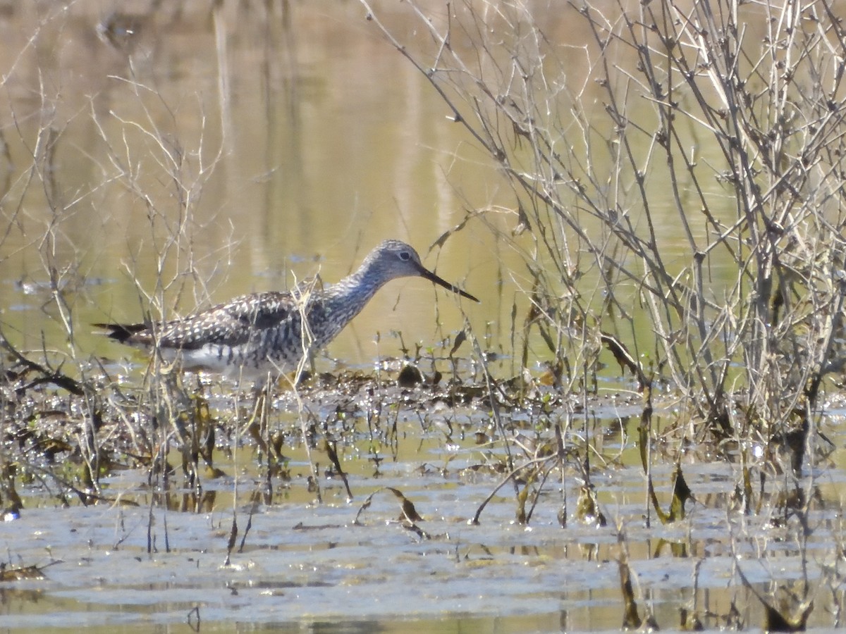 Greater Yellowlegs - ML620648305