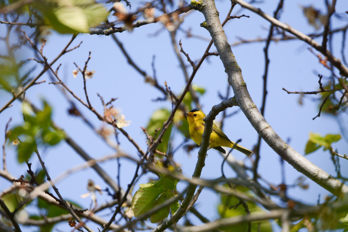 Wilson's Warbler - ML620648306