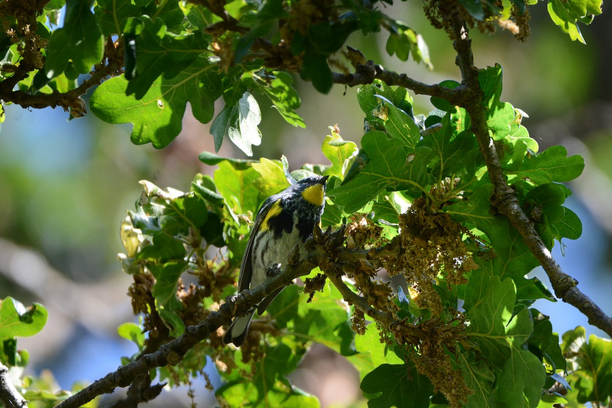 Kronenwaldsänger (Audubonwaldsänger) - ML620648308