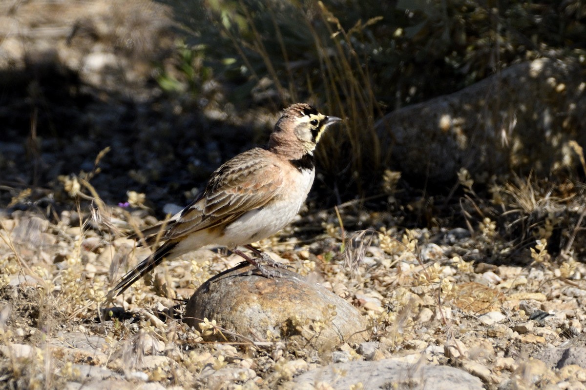 Horned Lark - ML620648309