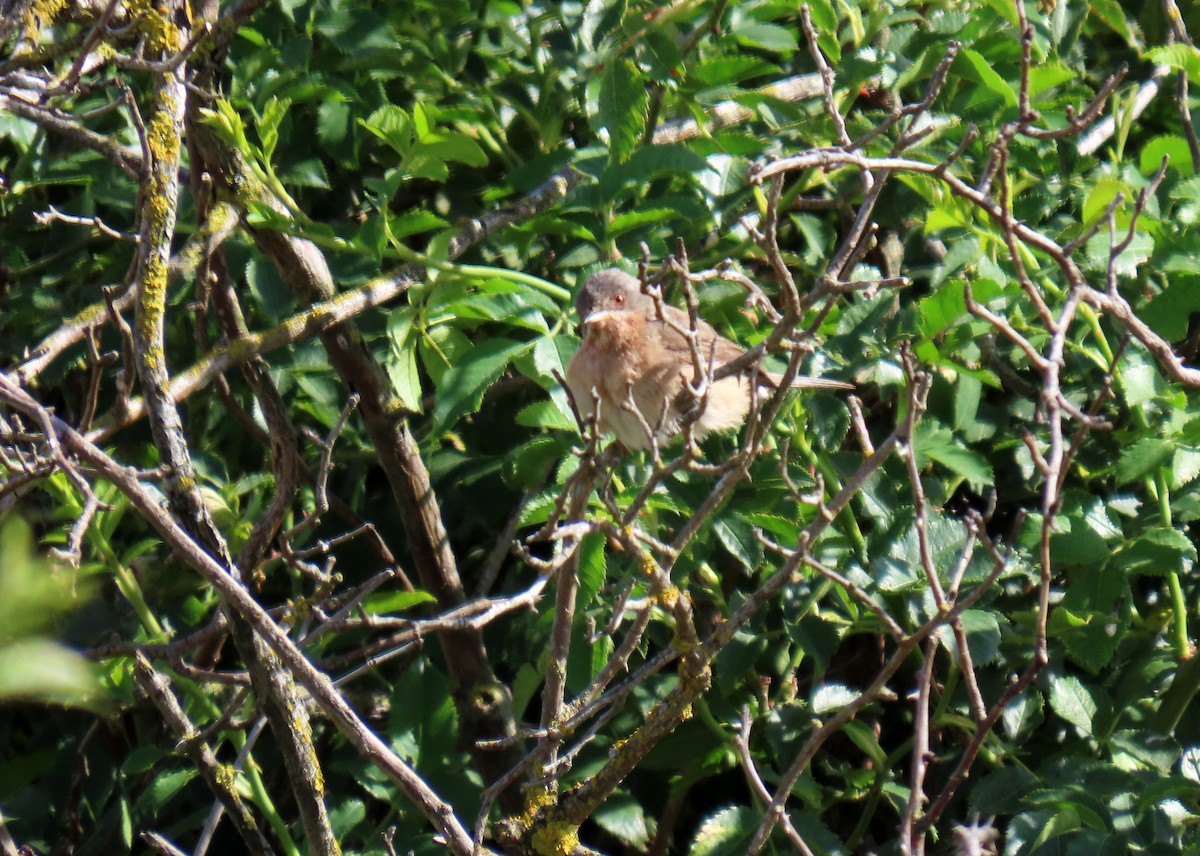 Western Subalpine Warbler - ML620648313