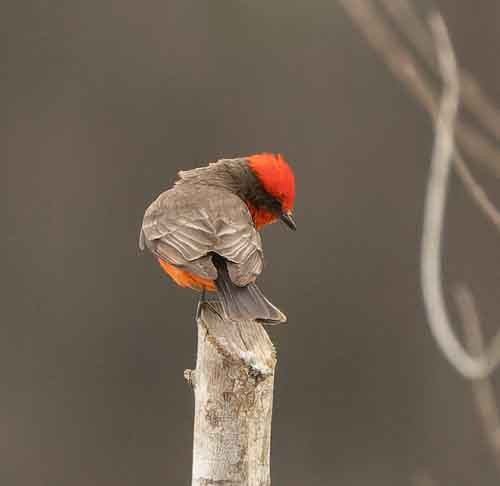 Vermilion Flycatcher - ML620648317