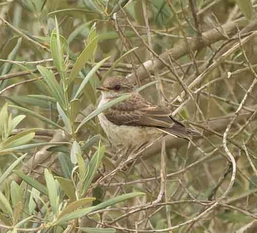 Vermilion Flycatcher - ML620648318