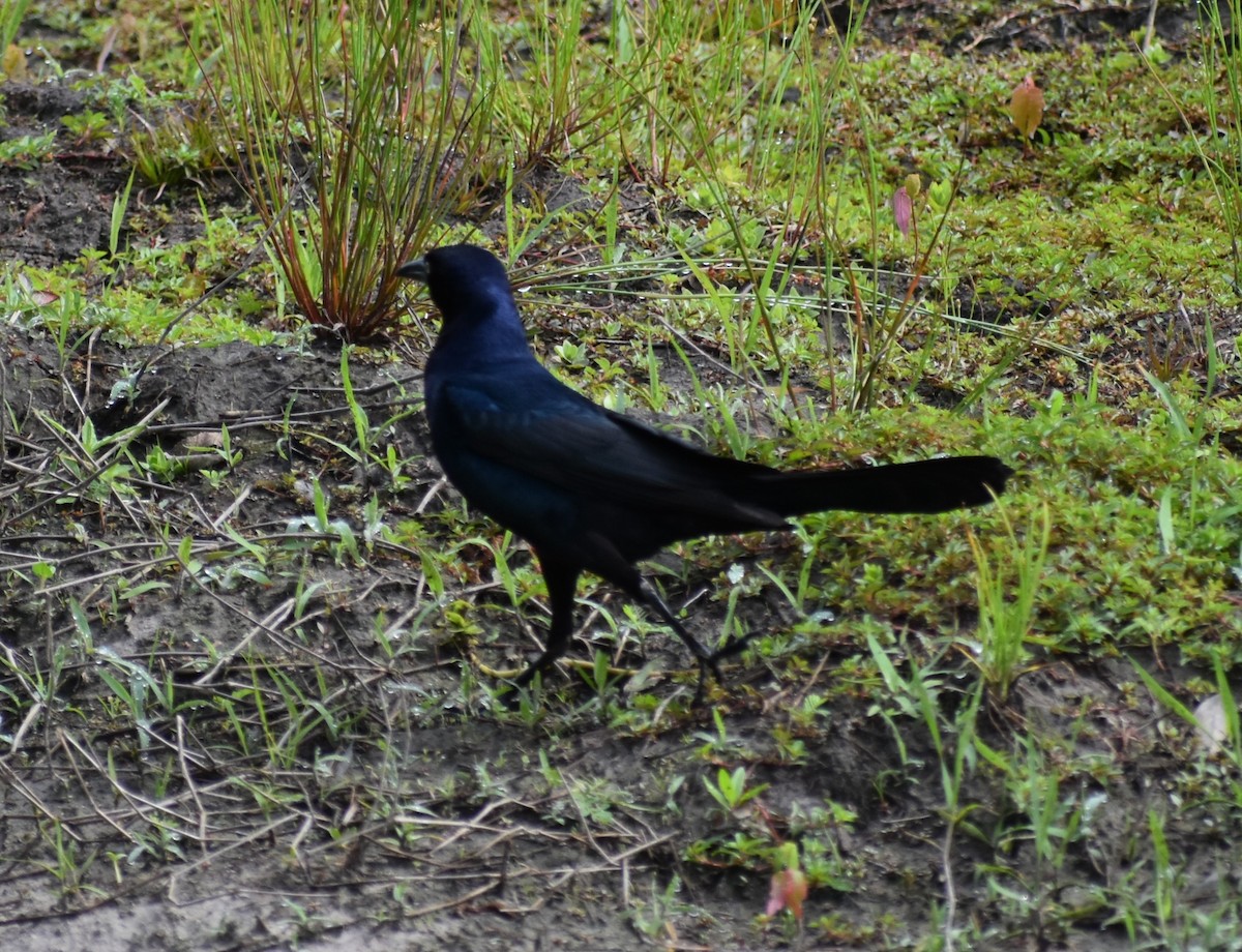 Boat-tailed Grackle - ML620648321