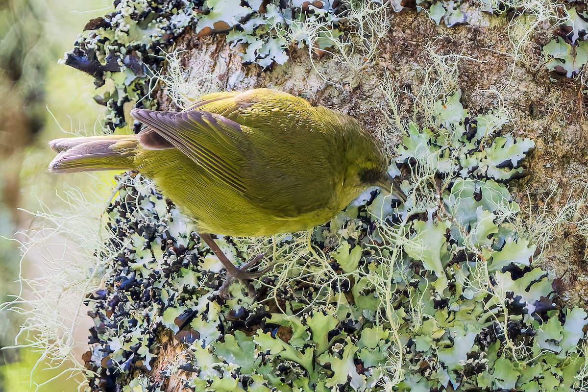 Hawaii Creeper - ML620648322