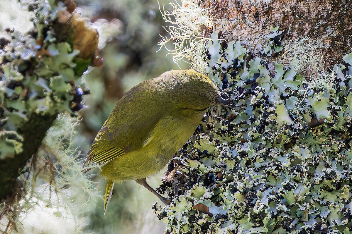 Hawaii Creeper - ML620648324