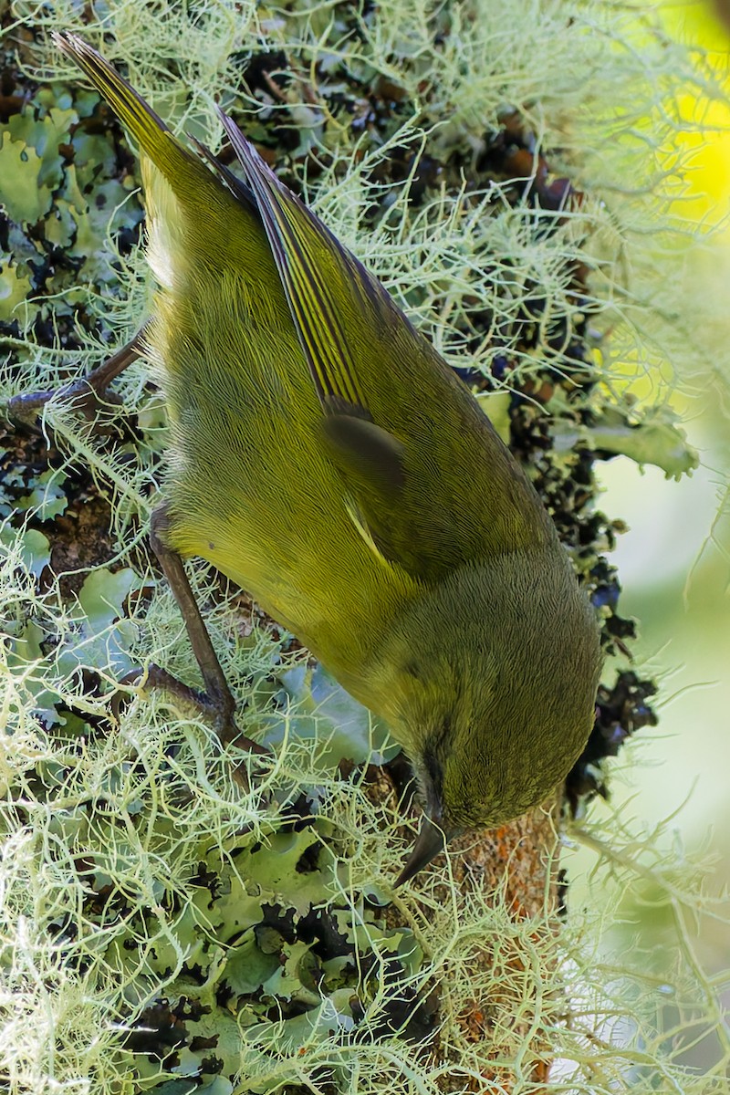 Hawaii Creeper - ML620648334