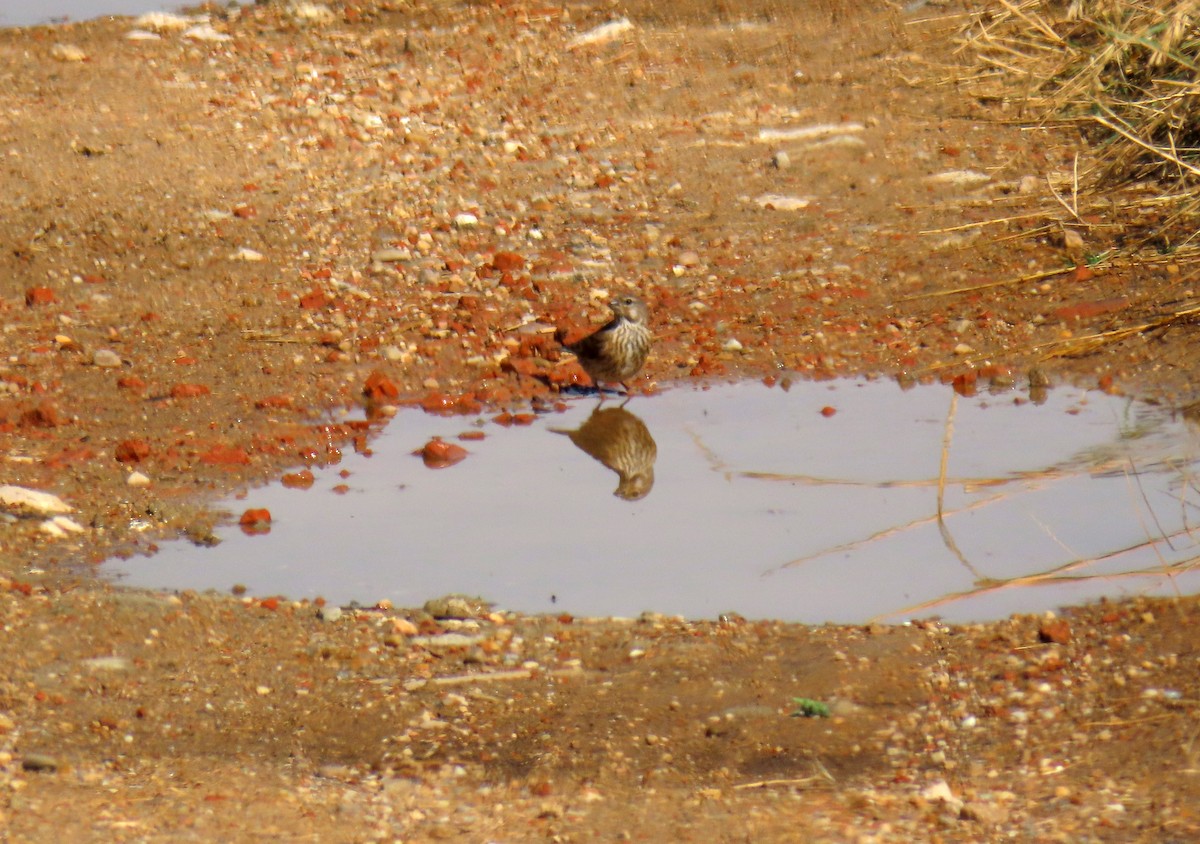 Eurasian Linnet - ML620648341