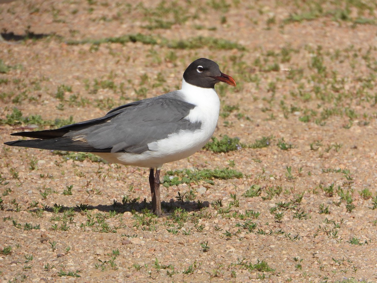 Mouette atricille - ML620648343