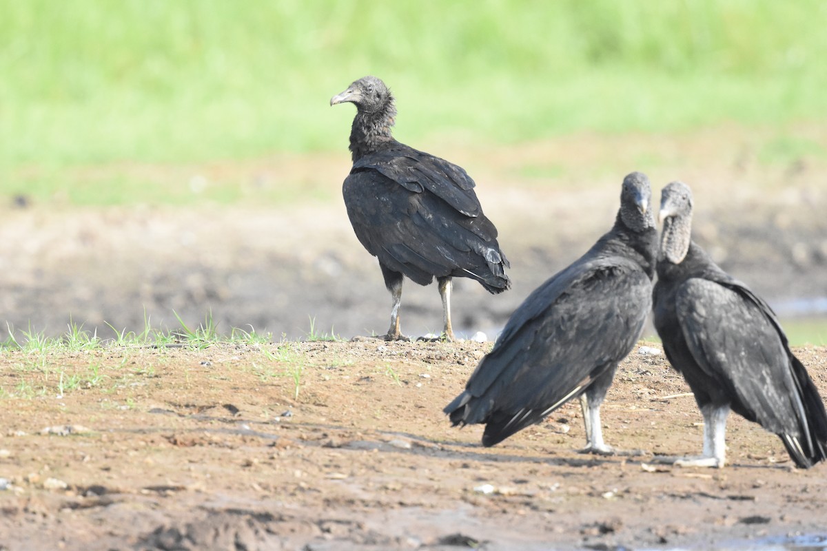 Black Vulture - ML620648344