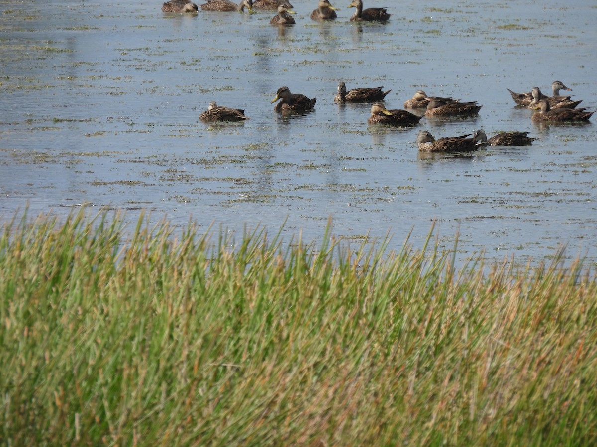 Mallard x Mottled Duck (hybrid) - ML620648345