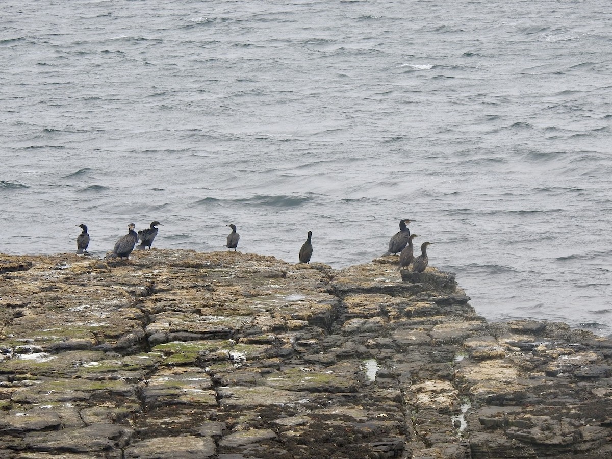 Great Cormorant (North Atlantic) - ML620648346