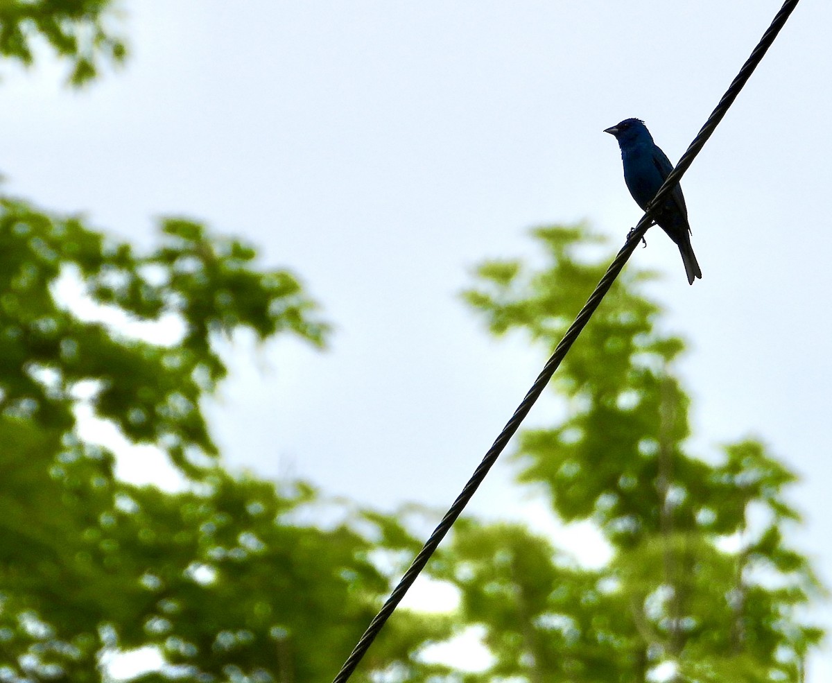 Indigo Bunting - ML620648351