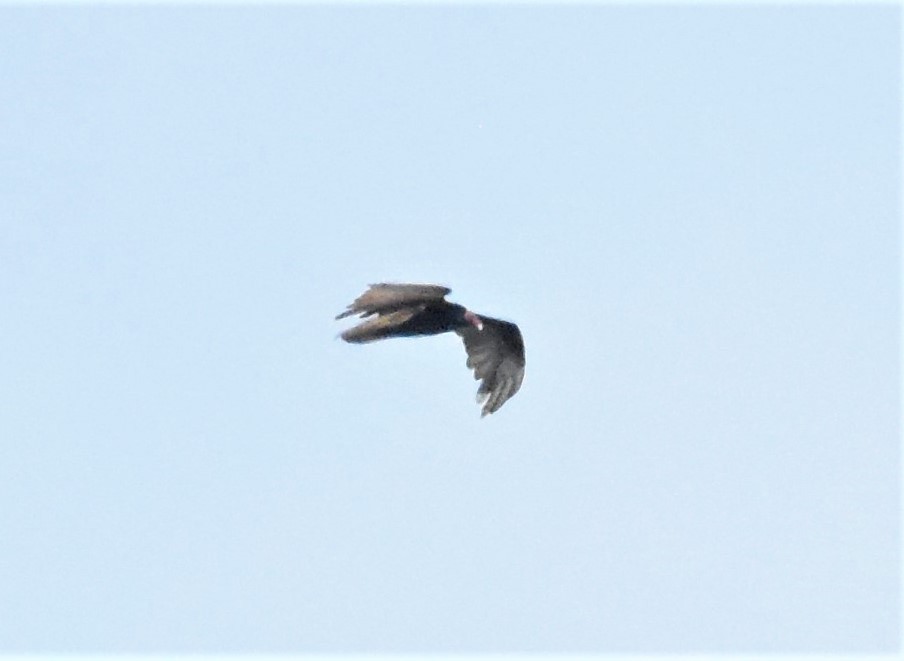 Turkey Vulture - ML620648354