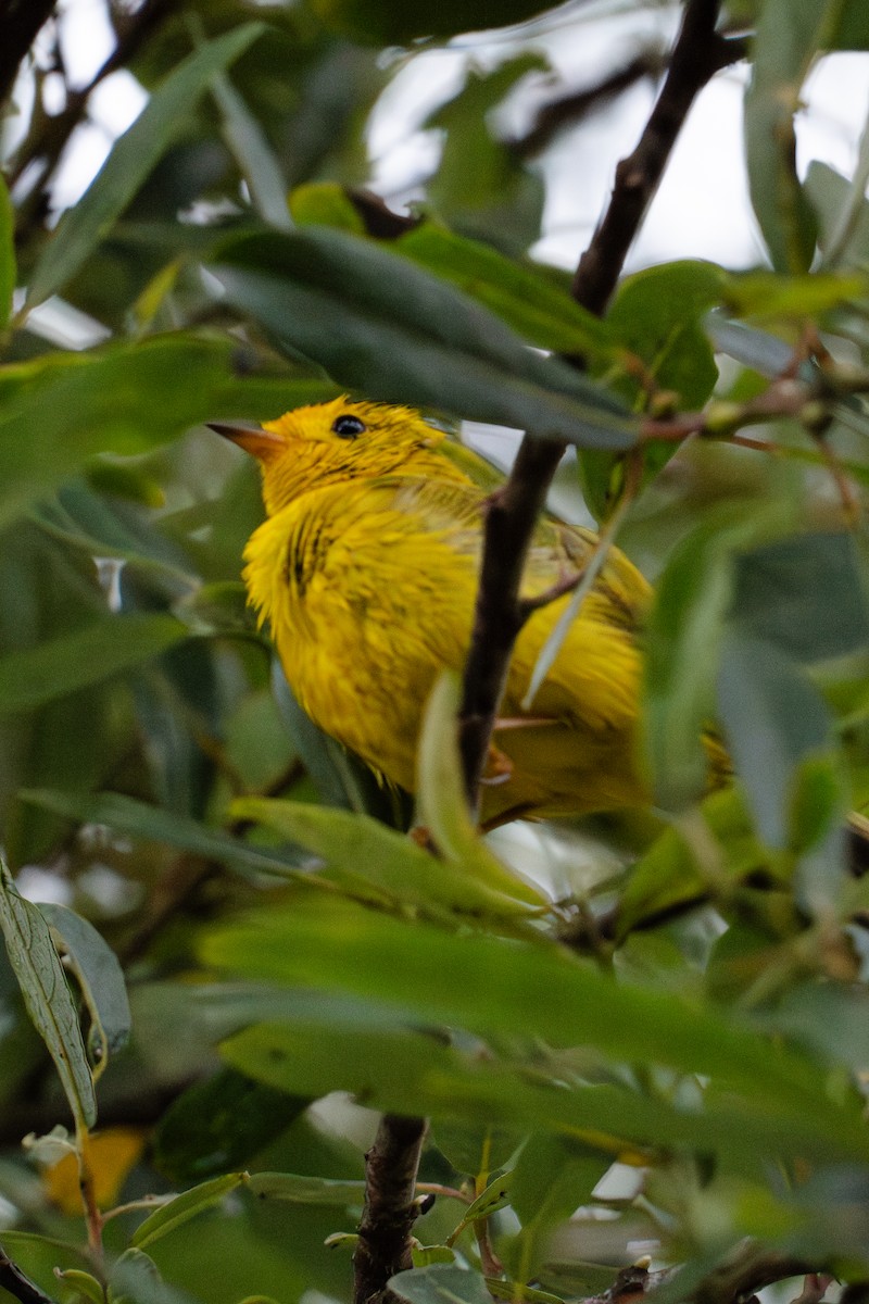 Wilson's Warbler - ML620648355