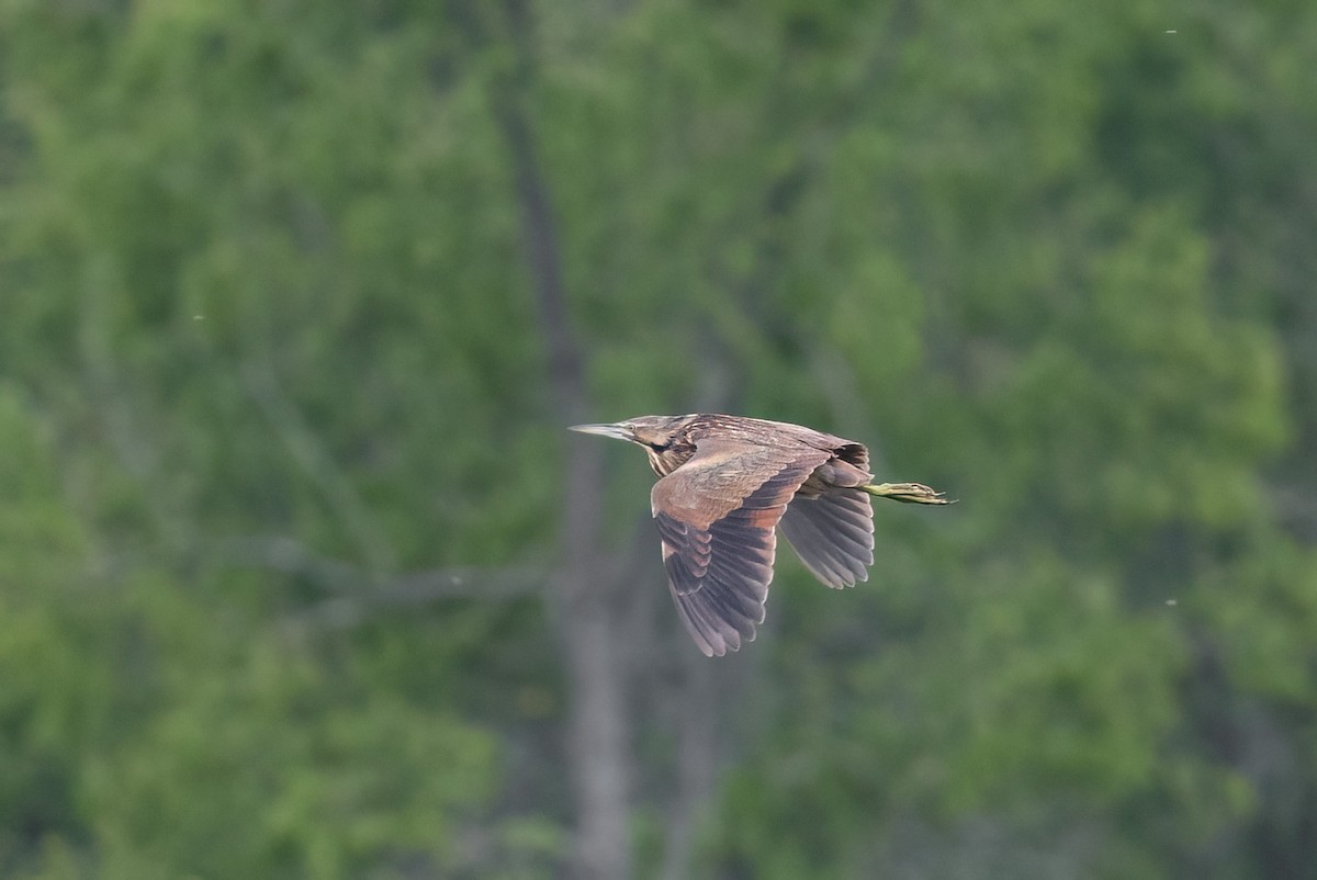 American Bittern - ML620648356