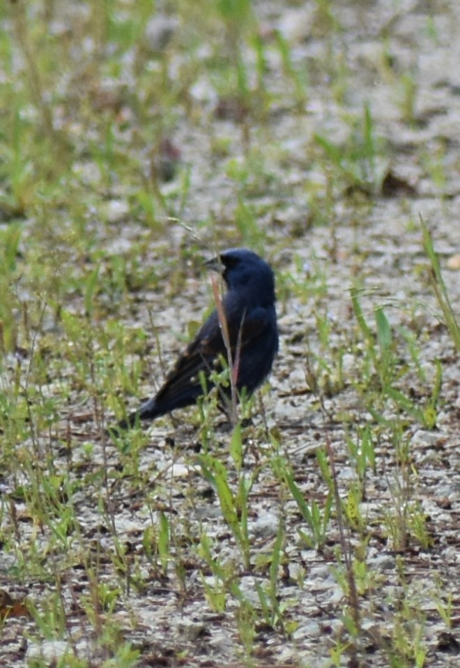 Blue Grosbeak - Robert Bradley