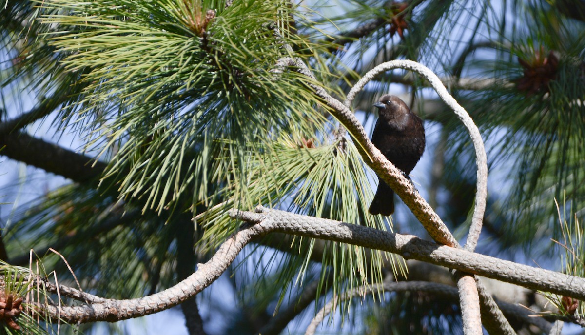 Brown-headed Cowbird - ML620648358