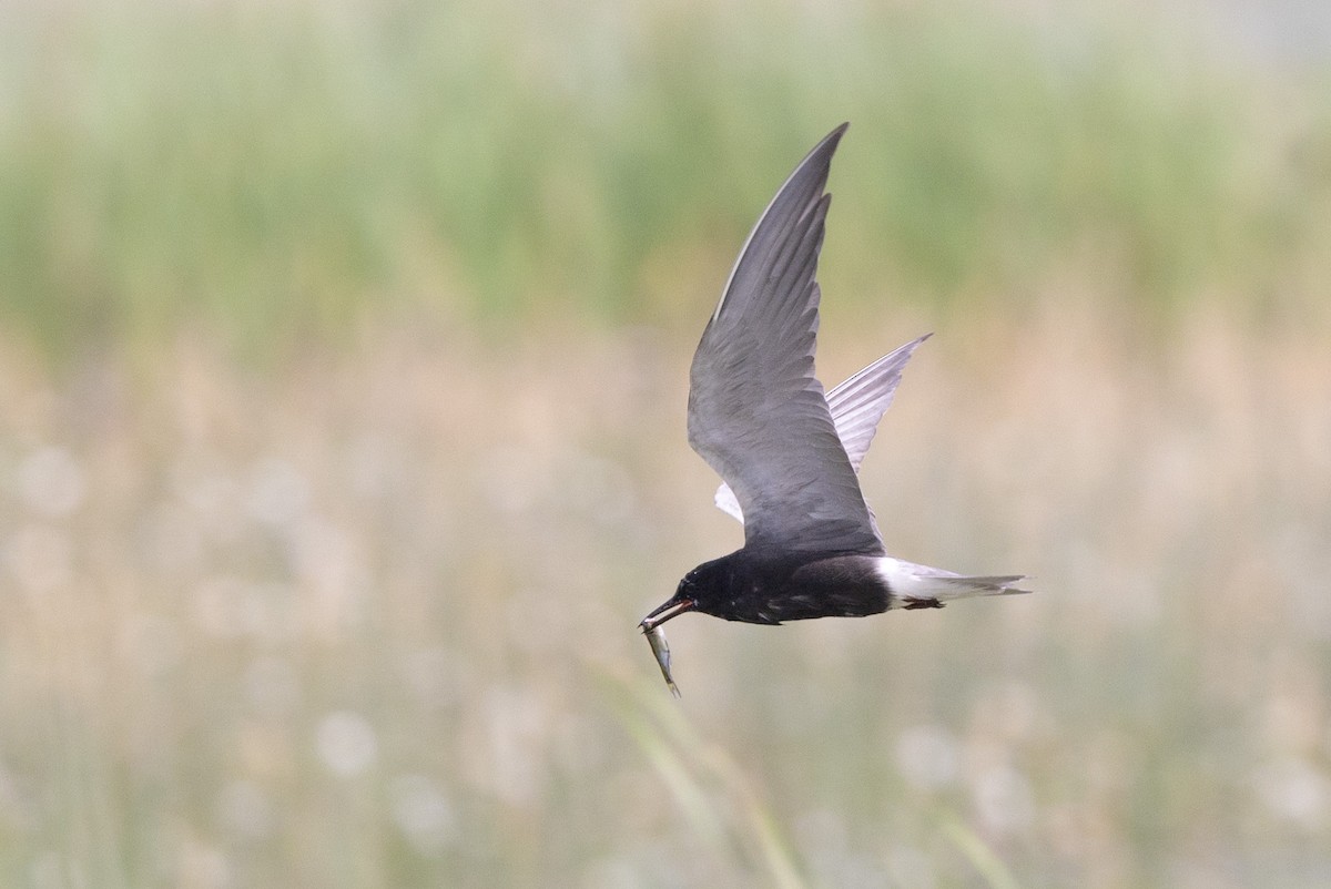 Black Tern - ML620648360